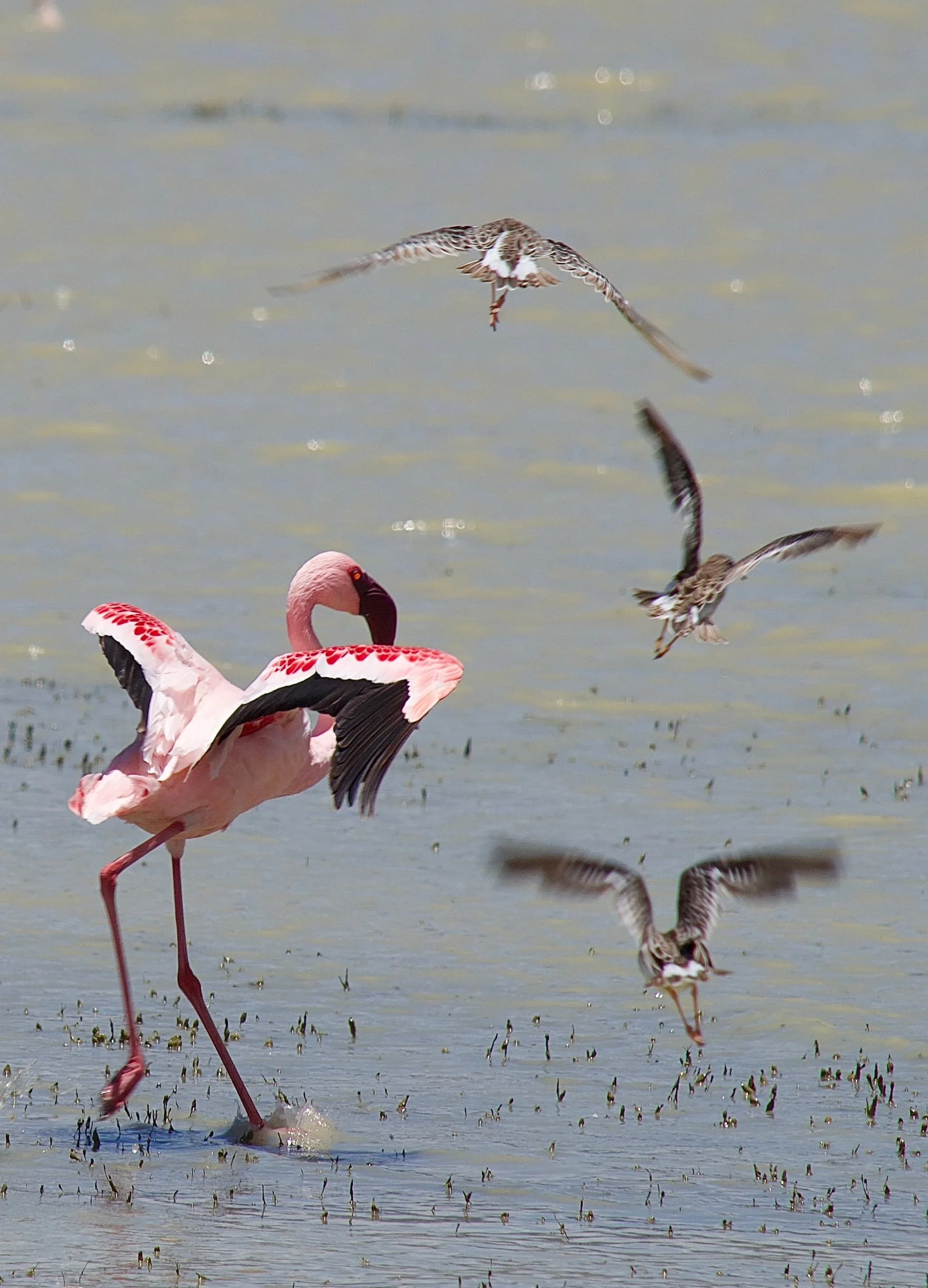 flamingo-bawa-african-tours