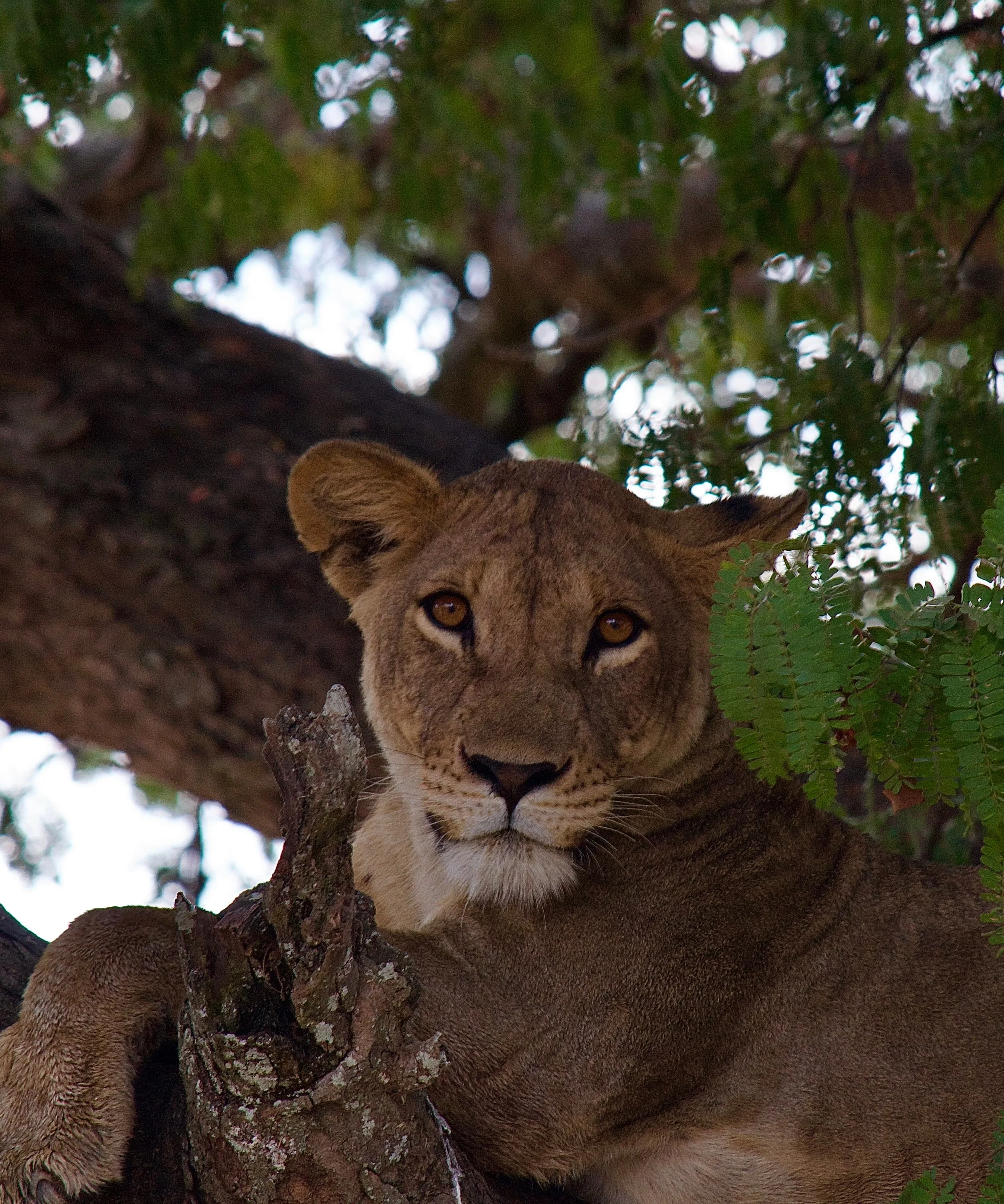 lion-tree-bawa-african-tours