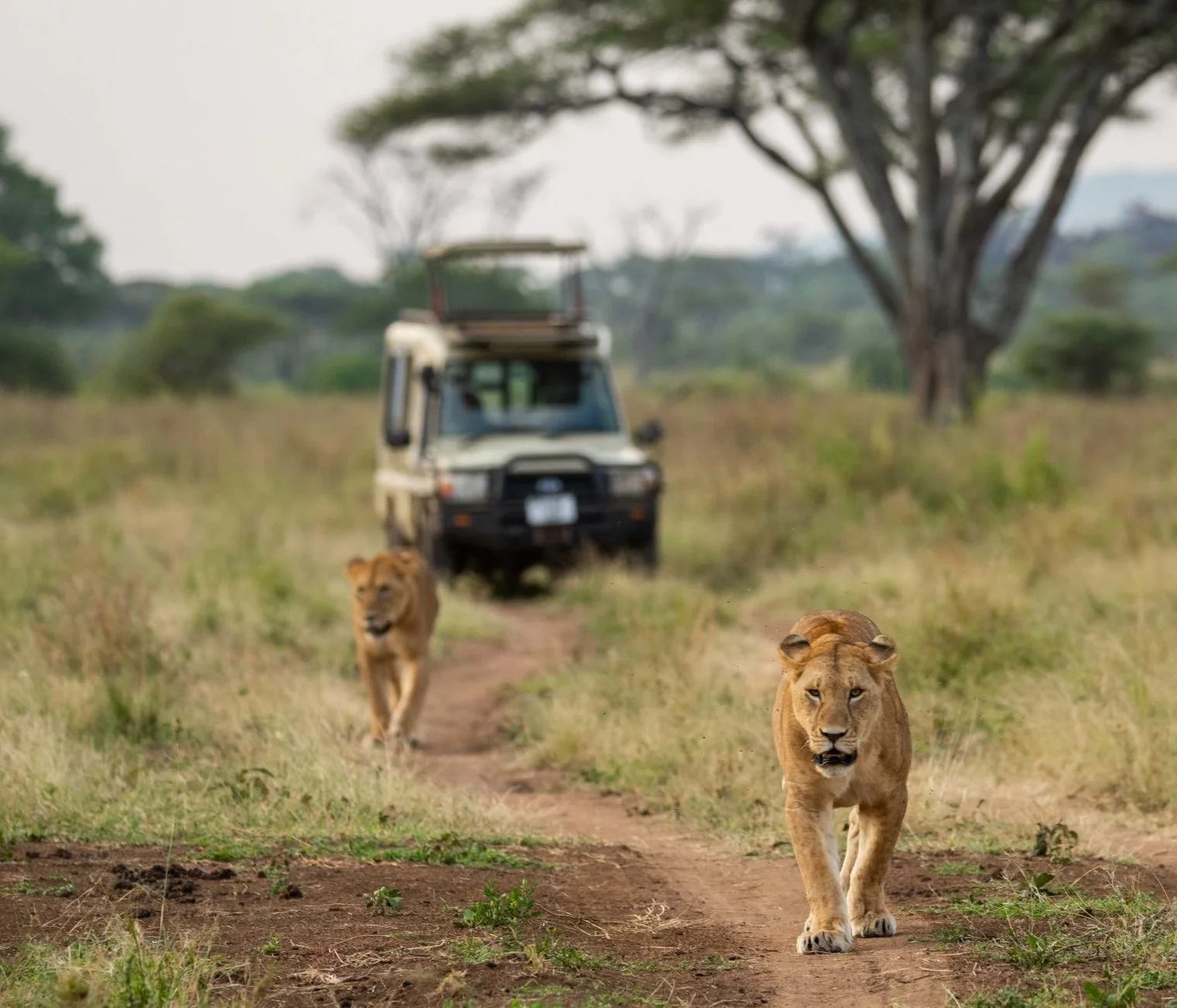 serengeti-bawa-african-tours