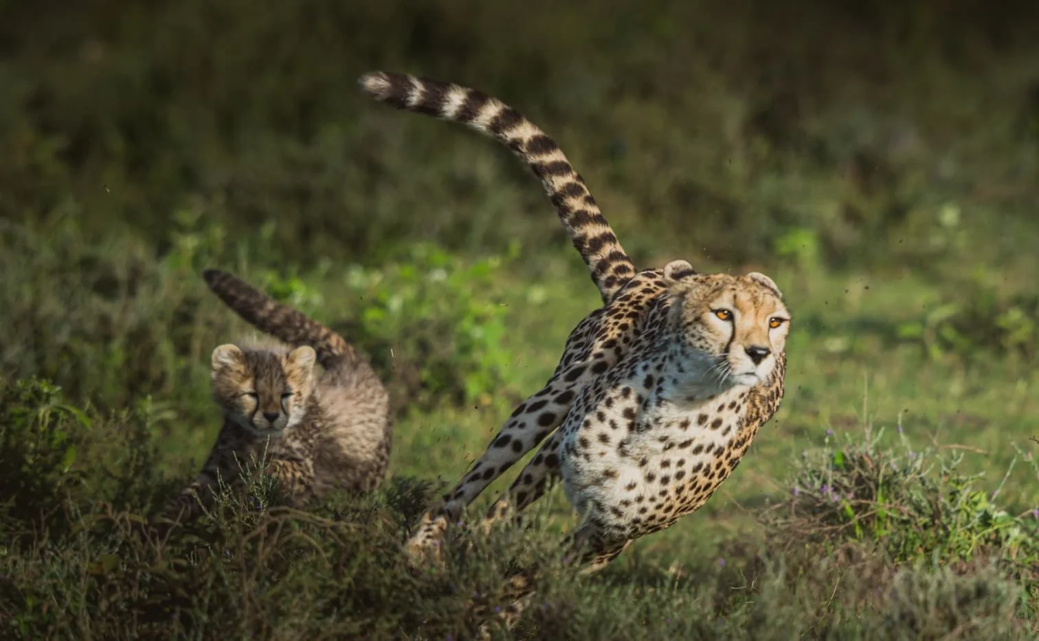 serengeti-bawa-african-tours